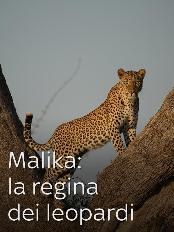 Malika: La regina dei leopardi / Malika: La grande predatrice